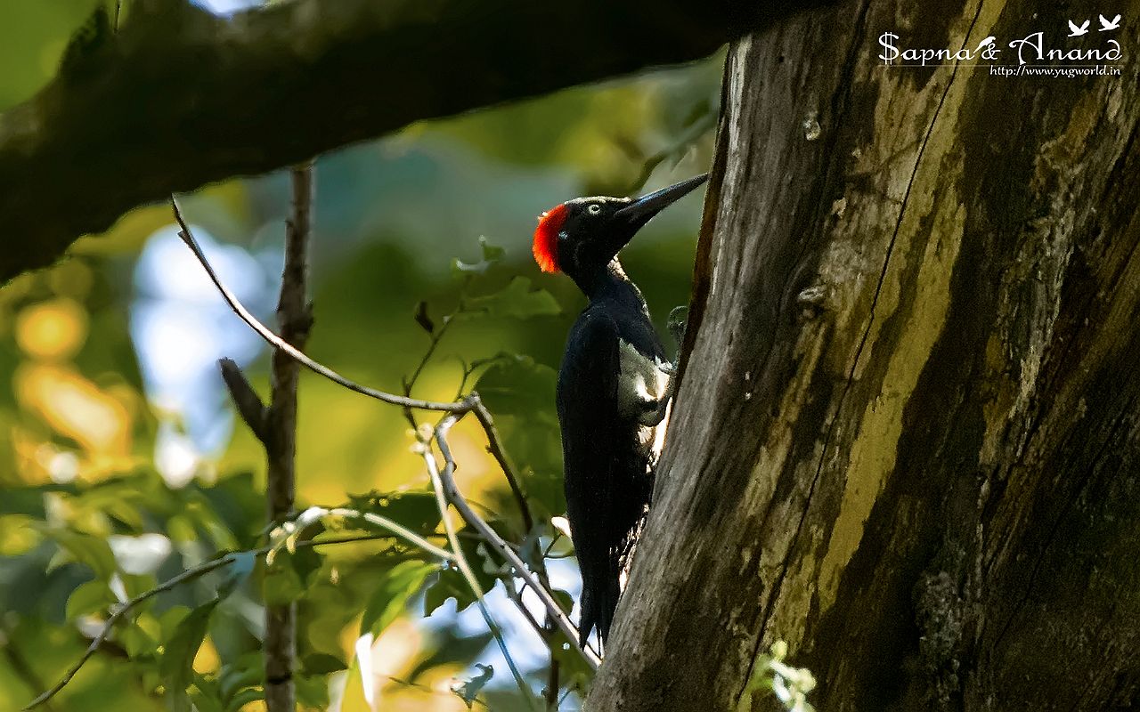 White-bellied Woodpecker